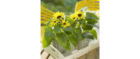 VOLLE BLüTE SOMMER! 