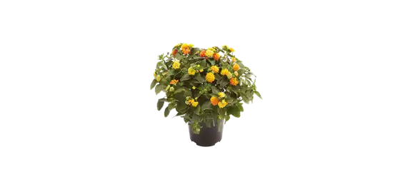 VOLLE BLüTE SOMMER! 