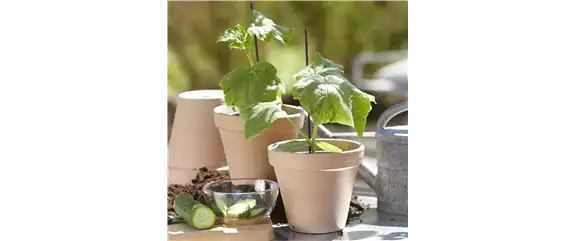 SOMMERKüCHE IM GRüNEN! 