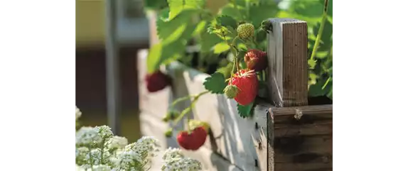 HOCHBEET GäRTNERN! 