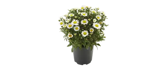 OASE DER ENTSPANNUNG!