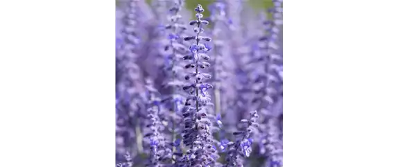 LILA LAUNE BLüTEN!