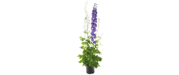 LILA LAUNE BLüTEN!