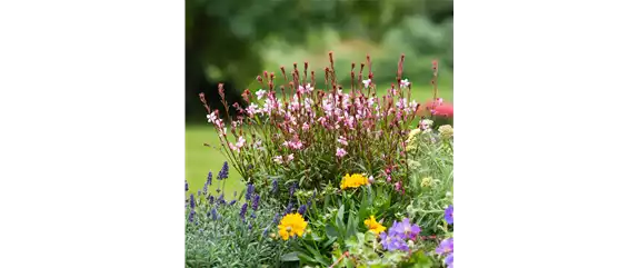 LILA LAUNE BLüTEN!