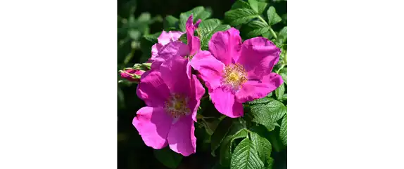 LILA LAUNE BLüTEN!