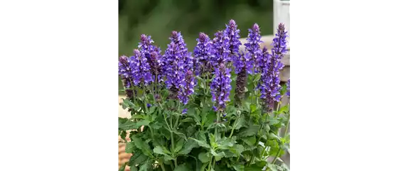 LILA LAUNE BLüTEN!