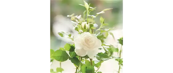 OASE DER ENTSPANNUNG!