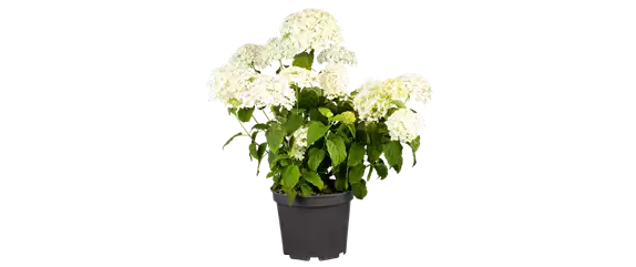 OASE DER ENTSPANNUNG!