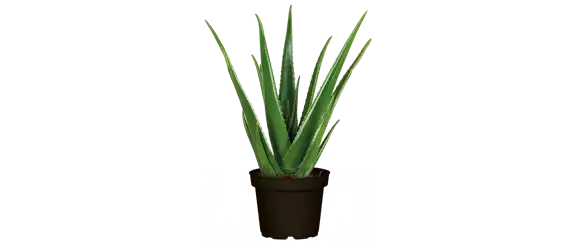 OASE DER ENTSPANNUNG!