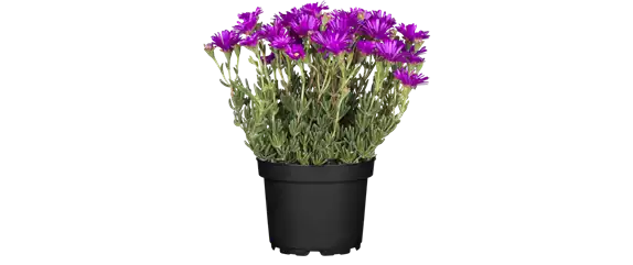 PFLEGELEICHT & ZEITLOS SCHöN! 