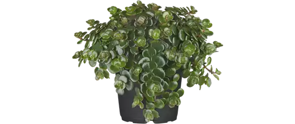 PFLEGELEICHT & ZEITLOS SCHöN! 