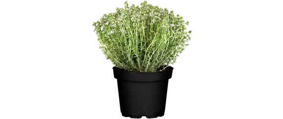 PFLEGELEICHT & ZEITLOS SCHöN! 