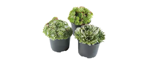 PFLEGELEICHT & ZEITLOS SCHöN! 