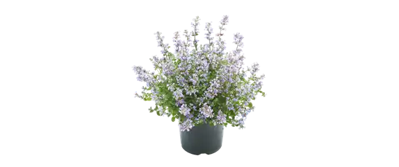 PFLEGELEICHT & ZEITLOS SCHöN! 