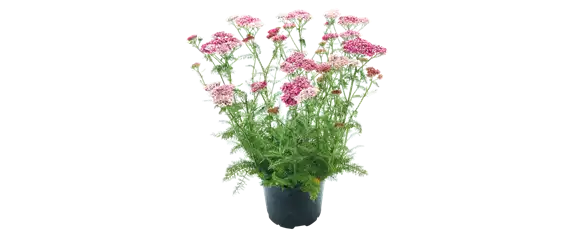 PFLEGELEICHT & ZEITLOS SCHöN! 