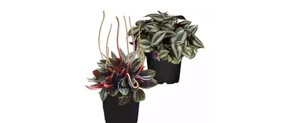 IM GLANZ DER ELEGANZ!