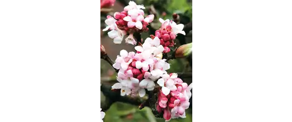 LICHTBLICKE IM WINTER-GARTEN!