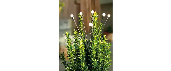 LICHTBLICKE IM WINTER-GARTEN!