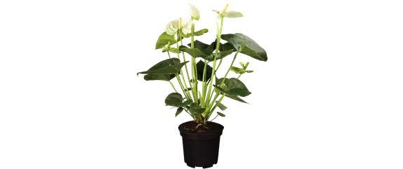 SCHöNE SCHLICHTHEIT!