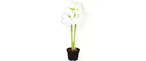 SCHöNE SCHLICHTHEIT!