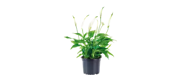 SCHöNE SCHLICHTHEIT!