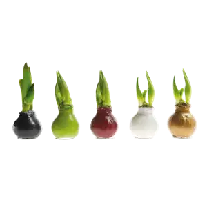 IM GLANZ DER ELEGANZ!