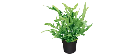 IM GLANZ DER ELEGANZ!