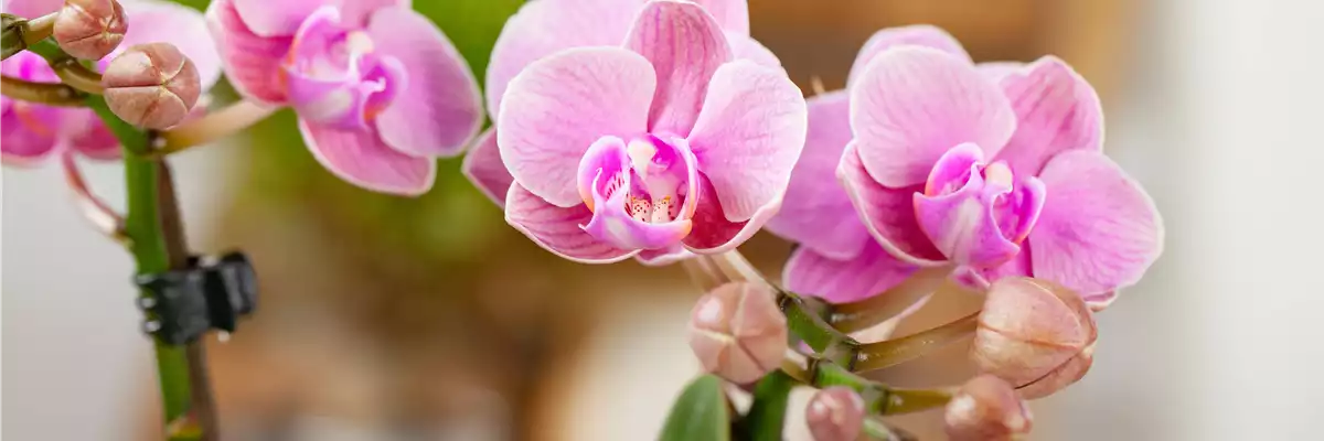 Phalaenopsis 