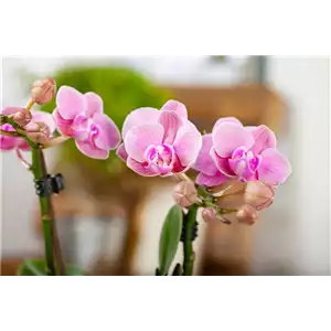 Pflanze des Monats Januar: Orchidee
