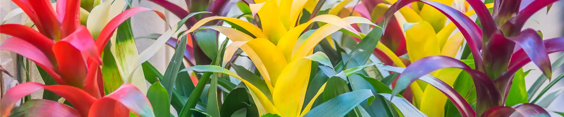GUZMANIA - HYBRIDE