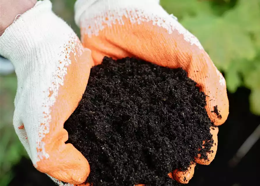 11.04. Cuxin Bodentest 2026