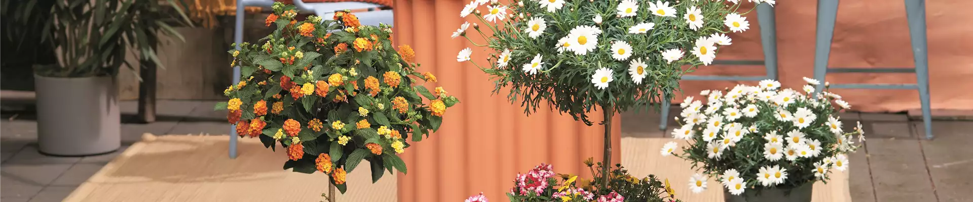 SOMMERLICHE BLÜTENPRACHT!