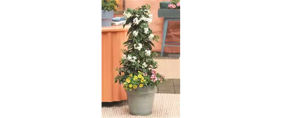 SOMMERLICHE BLÜTENPRACHT!