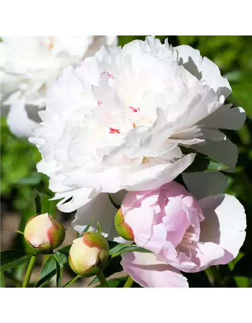 01.05. VERKAUFSOFFENER FEIERTAG