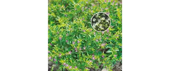 SO SCHöN BLüHT ES IM BEET! 