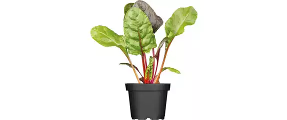 URLAUBSGEFÜHLE ZUHAUSE! 