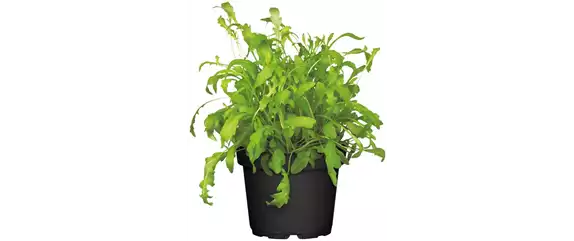 URLAUBSGEFÜHLE ZUHAUSE! 