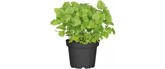 URLAUBSGEFÜHLE ZUHAUSE! 