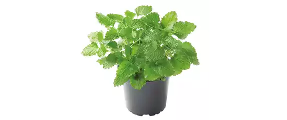 URLAUBSGEFÜHLE ZUHAUSE! 