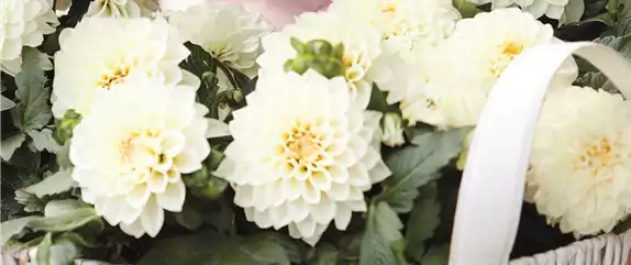 URLAUB AUF DEM BALKON! 