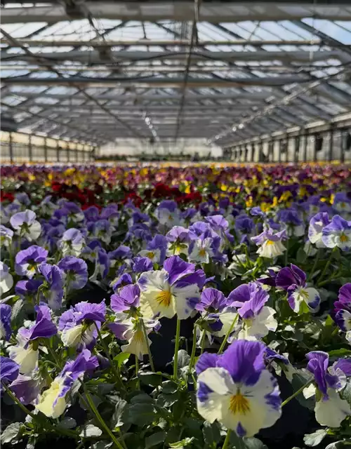 25. & 26.04. Tag der offenen Gärtnerei