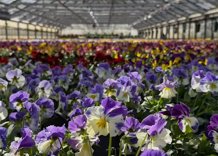 25. & 26.04. Tag der offenen Gärtnerei