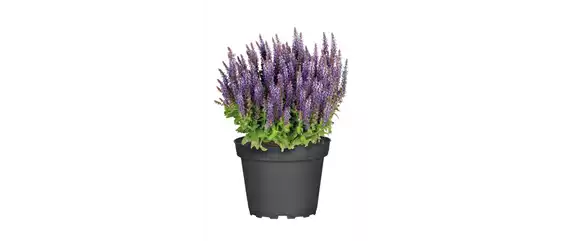 ELEGANTER ROSENGARTEN! 