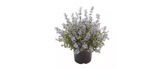 BLÜHENDER GARTEN! AUSDAUERNDE STAUDEN FÜR TERRASSEN UND BEETE. 