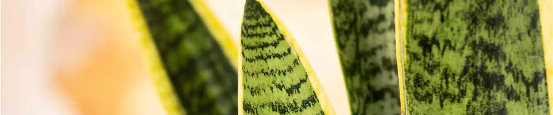 Sansevieria trifasciata