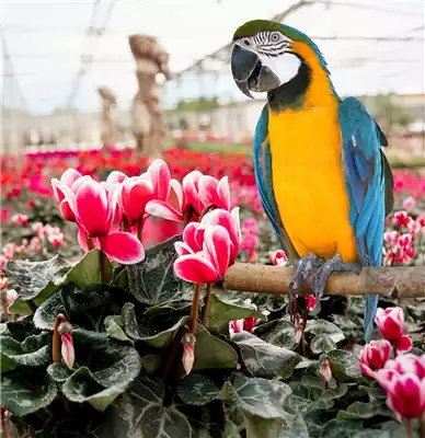24.10.-25.10. Vogelschau und Cyclamenfest