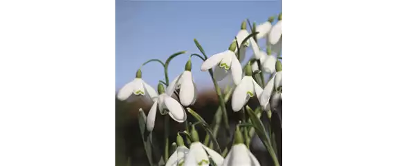 FRüHLING BEGINNT IM HERBST!