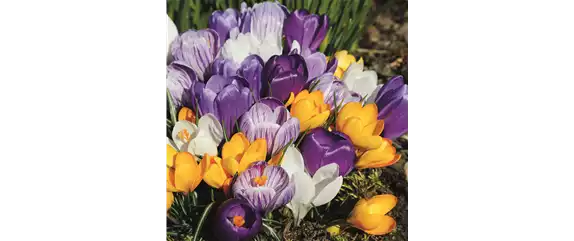 FRüHLING BEGINNT IM HERBST!